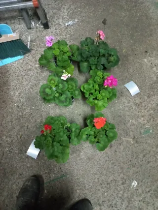 6 Geranios en maceta