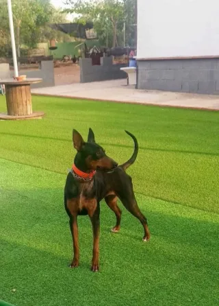 CÉSPED ARTIFICIAL DÉ CAMPOS DÉ FUTBOL RECICLADOS