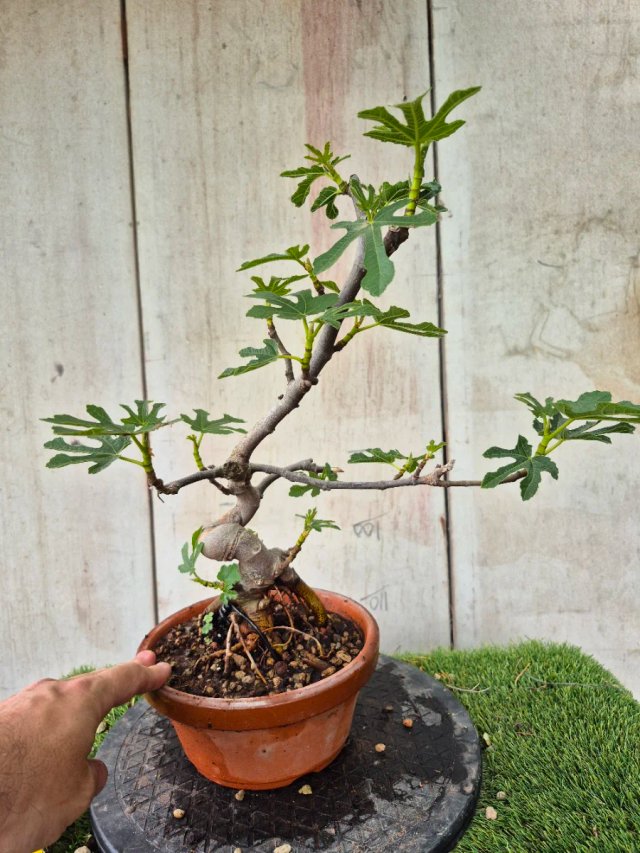 Prebonsai Ficus Carica Ref95 tokoname