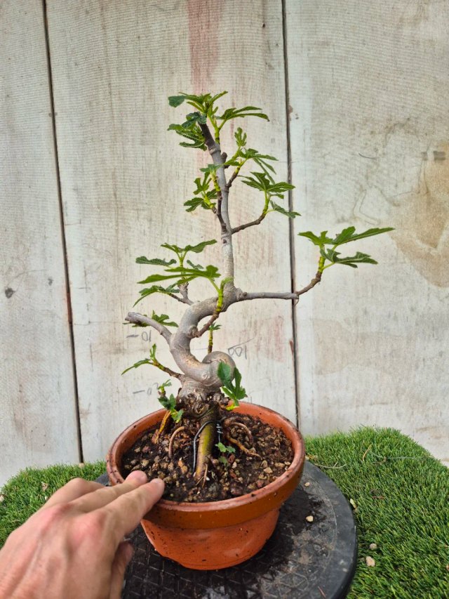 Prebonsai Ficus Carica Ref95 tokoname