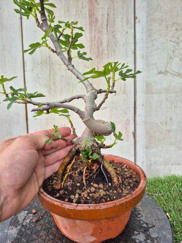Prebonsai Ficus Carica Ref95 tokoname