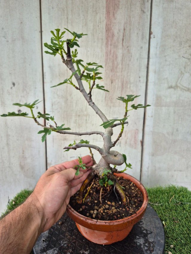Prebonsai Ficus Carica Ref95 tokoname