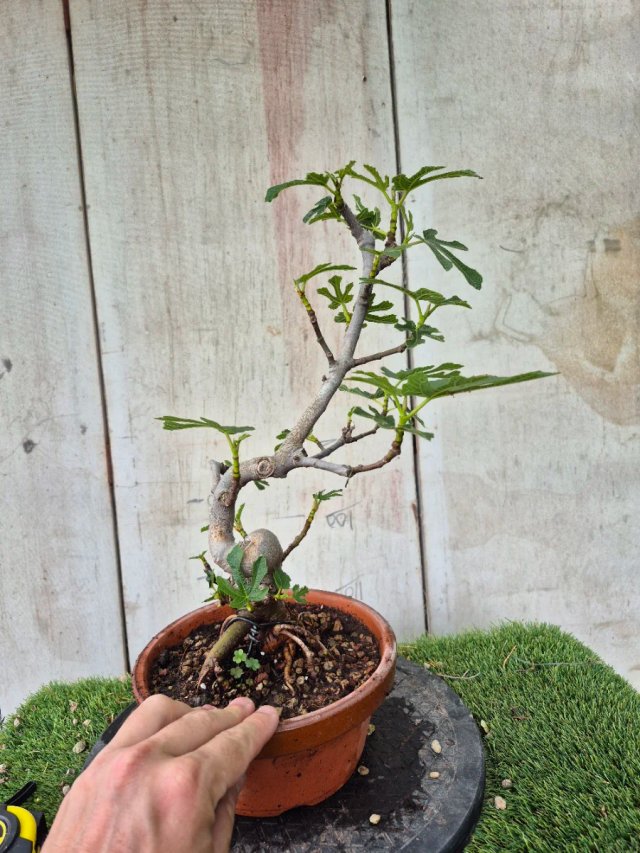 Prebonsai Ficus Carica Ref95 tokoname