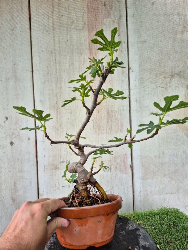 Prebonsai Ficus Carica Ref95 tokoname
