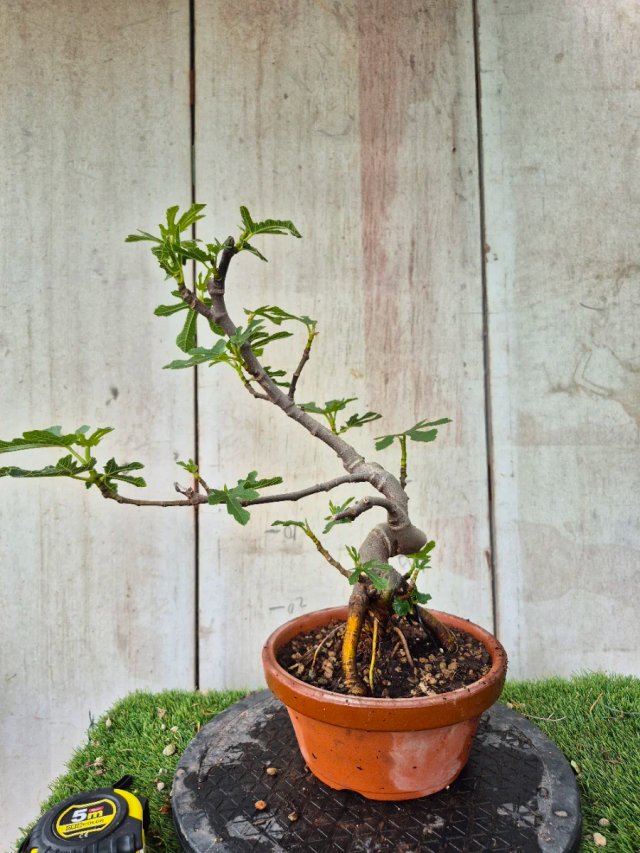 Prebonsai Ficus Carica Ref95 tokoname