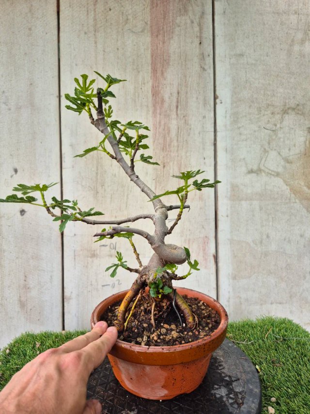 Prebonsai Ficus Carica Ref95 tokoname
