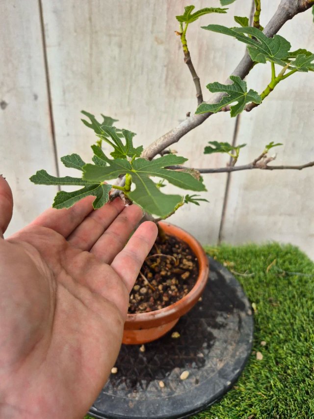 Prebonsai Ficus Carica Ref95 tokoname