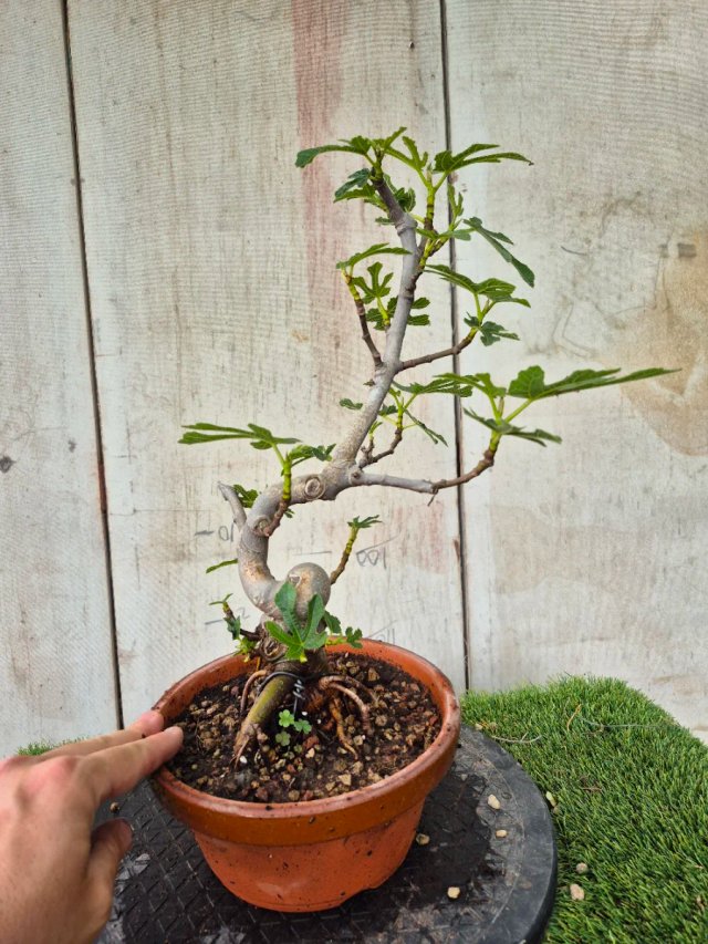Prebonsai Ficus Carica Ref95 tokoname
