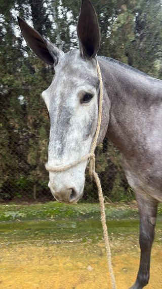 Jaquimas para mulos y caballos