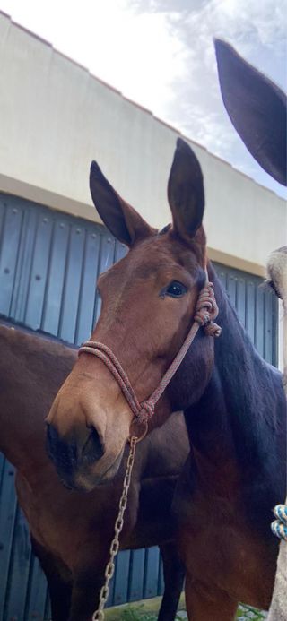 Jaquimas para mulos y caballos