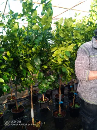 Pomelos Sangre y Amarillos