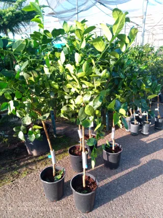 Naranjos Creme Nules 70cm