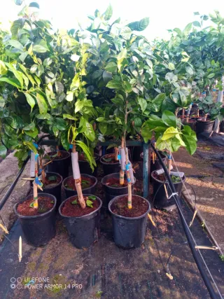 Limonero en producción, 70cm