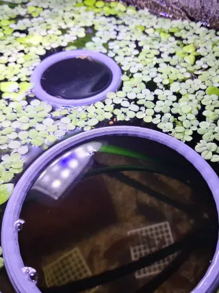 Anillos Flotantes para Plantas de Acuario