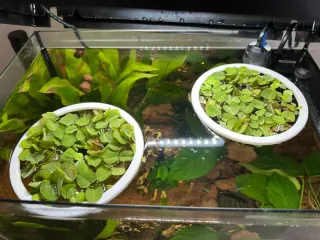 Anillos Flotantes para Plantas de Acuario