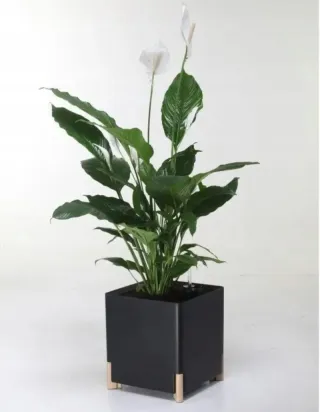 Maceta Negra Mondum con Riego y Patas