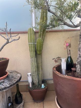 Cactus grande en maceta