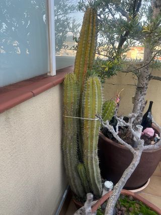 Cactus grande en maceta
