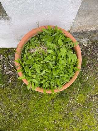 Macetero de barro con grabado ornamental