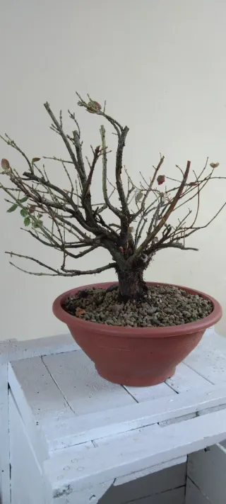 Pre bonsai Euonymus