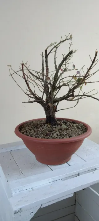 Pre bonsai Euonymus