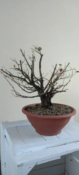 Pre bonsai Euonymus