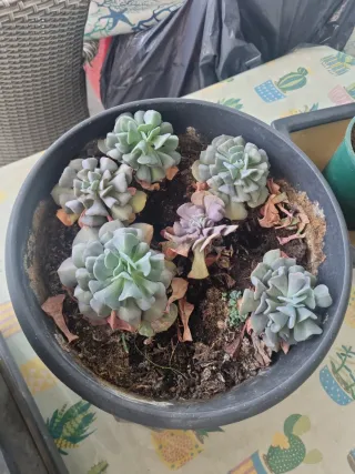Plantas suculentas tipo Echeveria