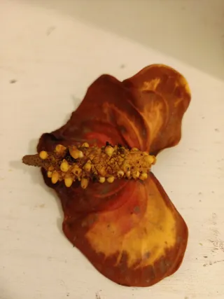 10 Semillas Anturio Rosa