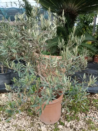Pianta di ulivo cespuglio in vaso