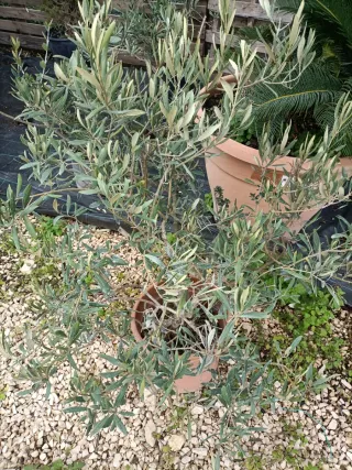 Pianta di ulivo cespuglio in vaso