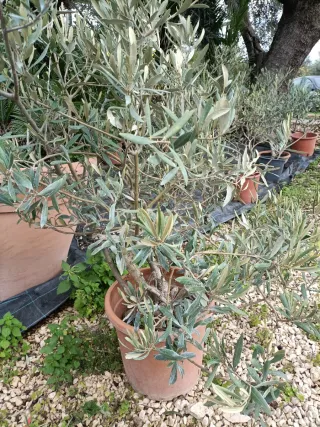 Pianta di ulivo cespuglio in vaso