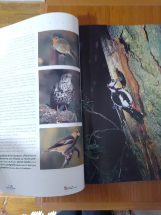 El libro de oro de castilla y leon