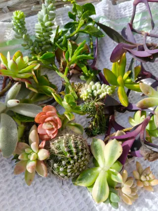 Piante grasse miste - Insalatina