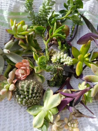 Piante grasse miste - Insalatina