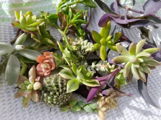 Piante grasse miste - Insalatina