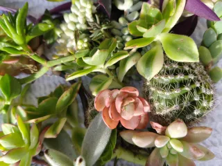 Piante grasse miste - Insalatina