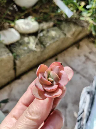 Piante grasse miste - Insalatina