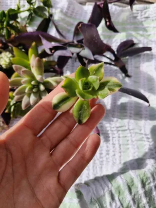 Piante grasse miste - Insalatina