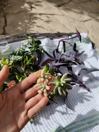 Piante grasse miste - Insalatina