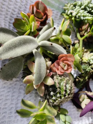 Piante grasse miste - Insalatina