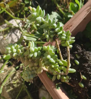 Sedum burrito radicato