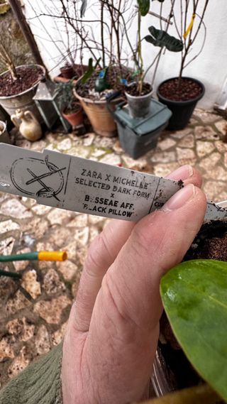 ZARA X MICHELLE DARK FORM x BLESSAE