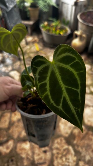Anthurium regale X Silver Shield
