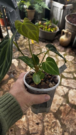 Anthurium regale X Silver Shield
