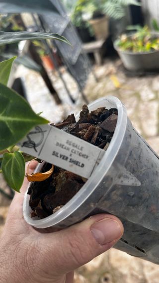 Anthurium regale X Silver Shield