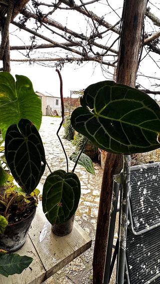 Anthurium Crystallinum