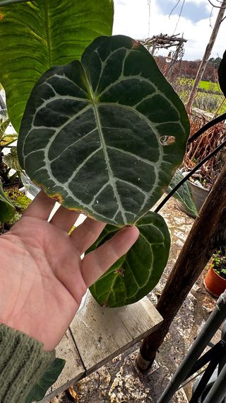 Anthurium Crystallinum