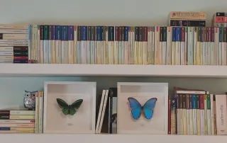 Mariposas conservadas en marco