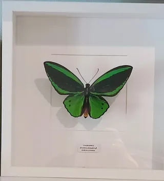 Mariposas conservadas en marco