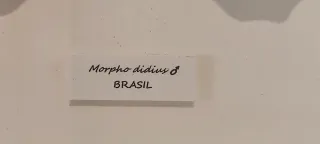 Mariposas conservadas en marco